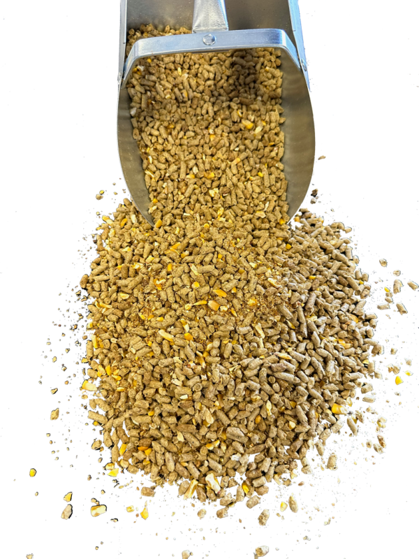 KD Calf - 1 KD Calf - 1