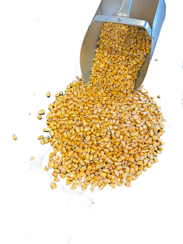 Whole Corn - no bg